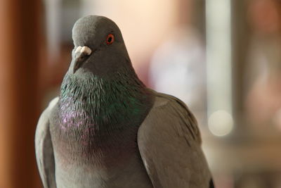 Close-up of bird perching outdoors