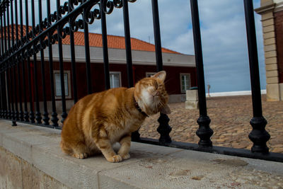 Cat sitting on railing