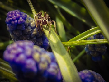 Close-up of plant against blurred background
