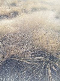 High angle view of dry plants on land