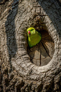 Close-up of parrot perching on tree trunk