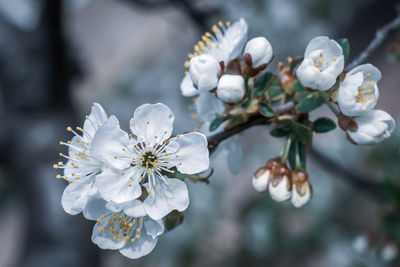 Close-up of white cherry blossom