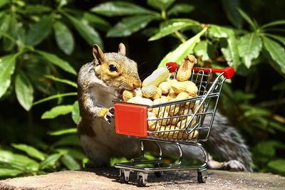 Grey squirrel with a shopping trolley full of peanuts in a woodland setting