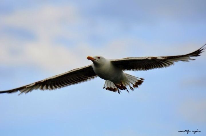 bird, animal themes, animals in the wild, wildlife, flying, one animal, spread wings, low angle view, seagull, sky, mid-air, clear sky, full length, nature, day, outdoors, zoology, perching, no people, copy space