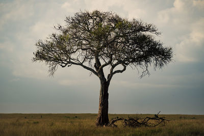 savanna