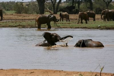 Elephant in water