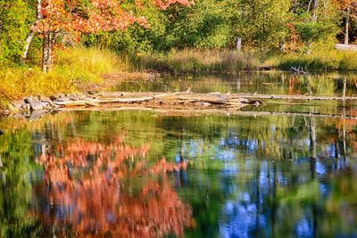 Scenic view of lake in forest