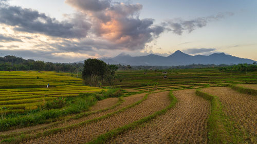 Scenic view of agricultural field against sky during sunset