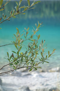 Close-up of plant