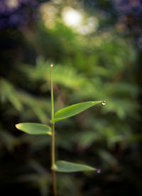 Close-up of wet leaf