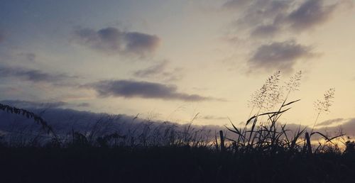 Silhouette plants on field against sky during sunset