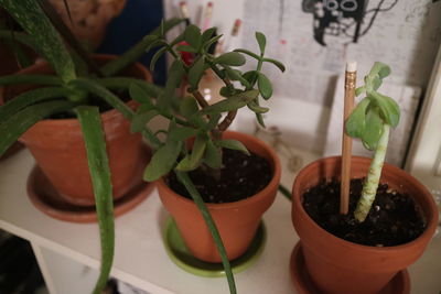 Close-up of potted plant on table