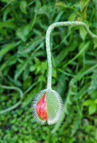 Close-up of plant