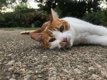 Portrait of ginger cat lying down