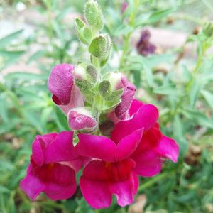 Close-up of pink flowers