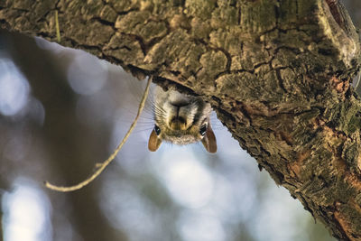 Close-up of insect on tree trunk