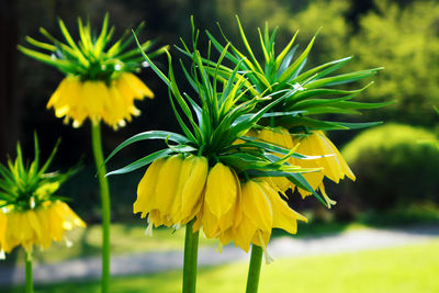 Close-up of yellow flowering plant