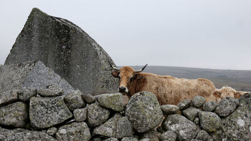 View of a cow on rock