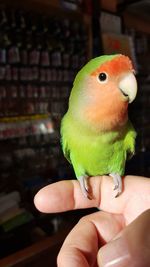 Close-up of hand holding parrot