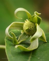 Close-up of green plant