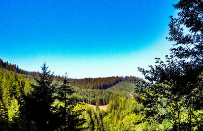 Trees against clear blue sky