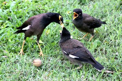 Birds on grassy field