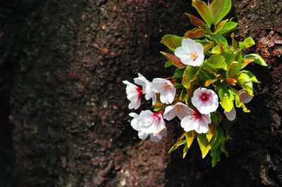 Close-up of flowers on tree