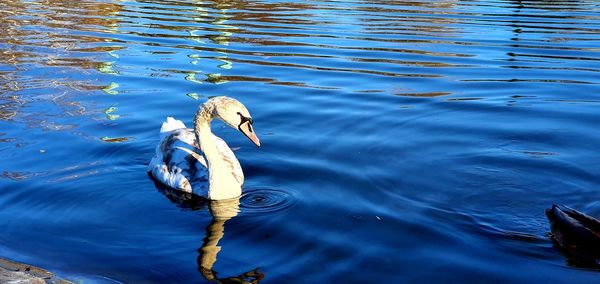 High angle view of duck swimming in lake