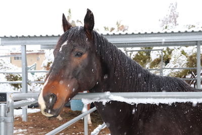 Horse in ranch during winter
