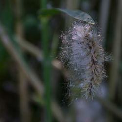 Close-up of white dandelion flower