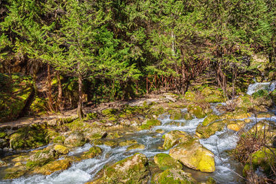 River flowing through rocks in forest