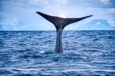 View of horse in sea