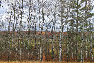 Bare trees in forest