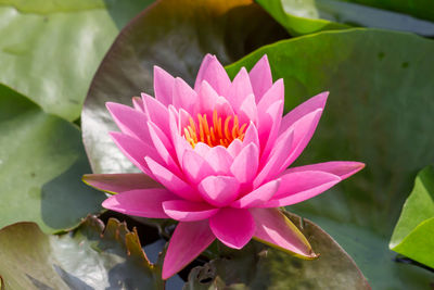 Close-up of pink water lily