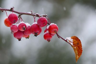 red