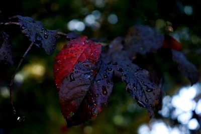 Close-up of wet red leaves