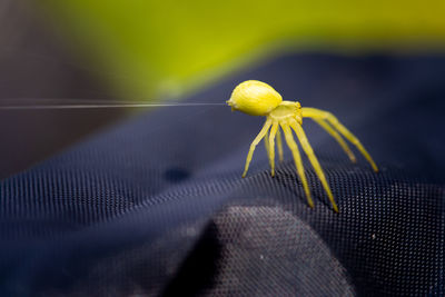 Close-up of spider