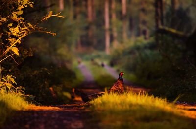 Bird perching on a field