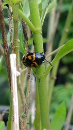 Close-up of beetle on leaf