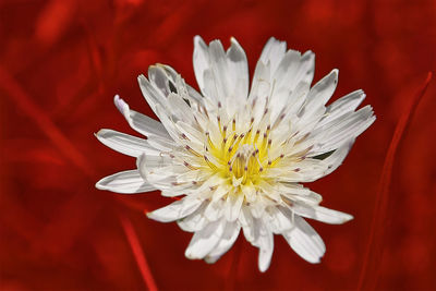 Close-up of white daisy flower