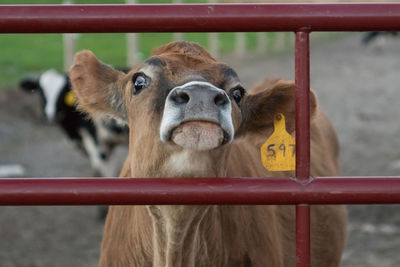 Close-up of cow behind bars