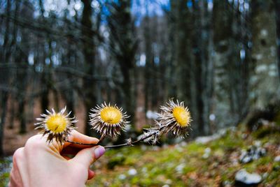 Close-up of hand holding yellow flower