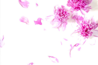 Close-up of pink flowers against white background