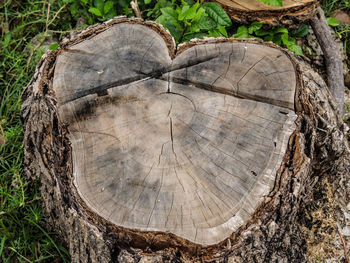 Close-up of logs on tree stump in forest