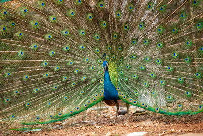 Peacock feathers