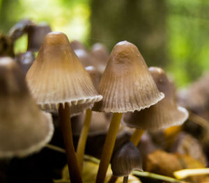 Close-up of mushroom growing outdoors