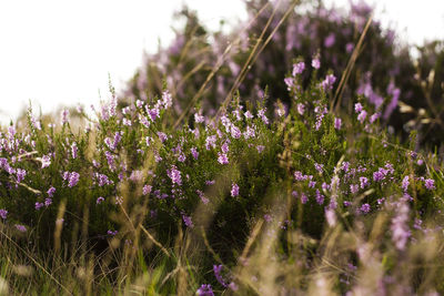 Close-up of purple flowering plants on field