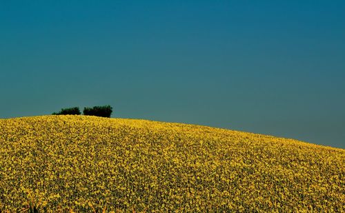 Yellow flowers growing on field against clear sky