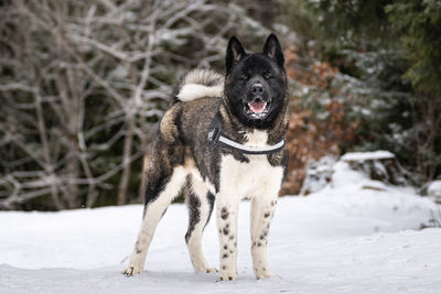 Dogs running on snow covered field