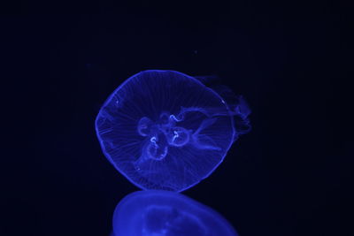 Close-up of jellyfish against black background